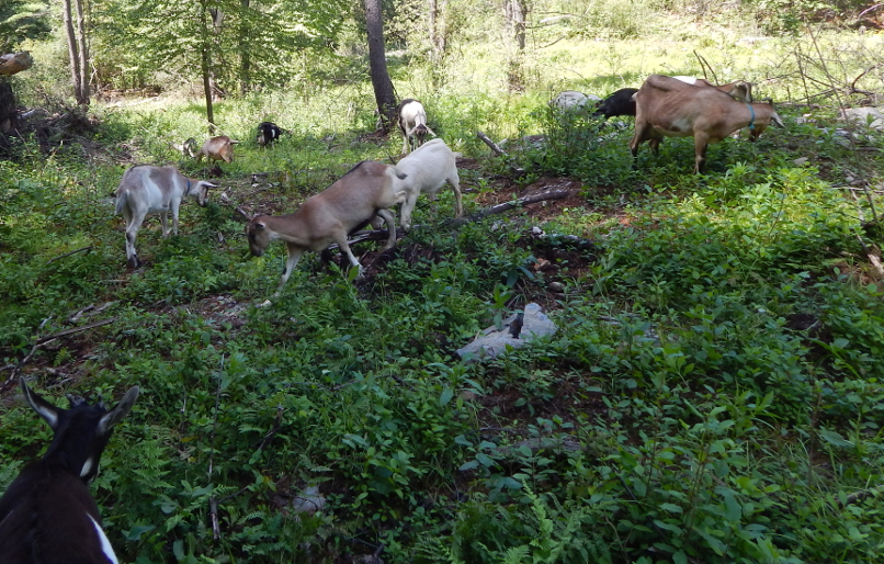 herd of goats